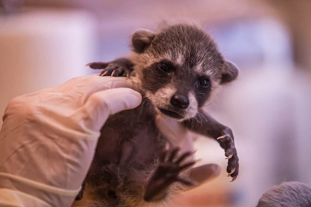 Scottsdale Southwest Wildlife Conservation Center seeks to 'save wildlife  one life at a time'
