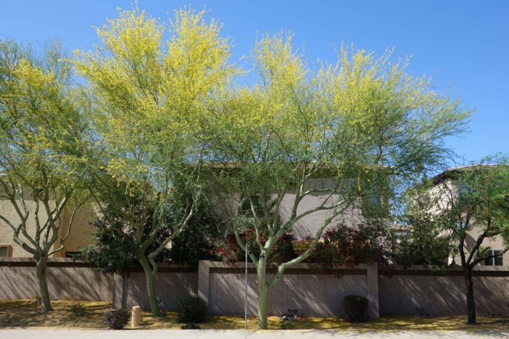 Photo of Palo Verde Trees