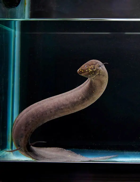 Photo of South American lungfish