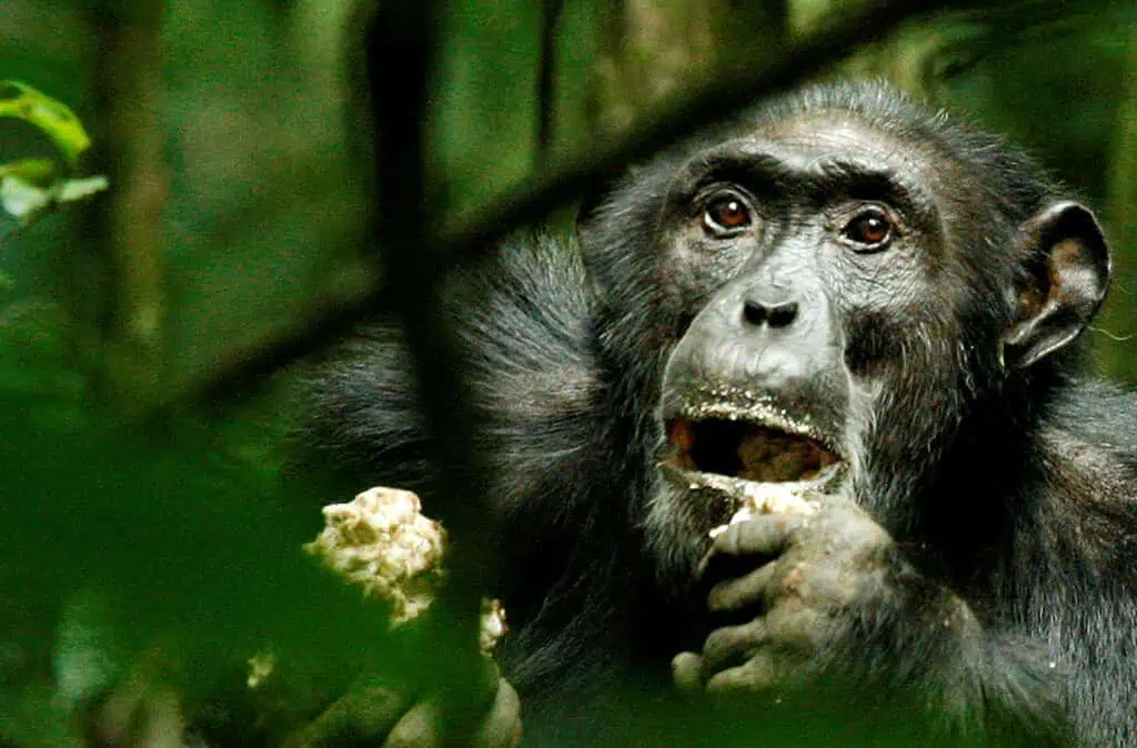 Photo of chimpanzees