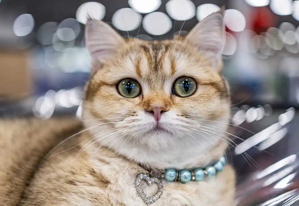 Photo of animal sounds