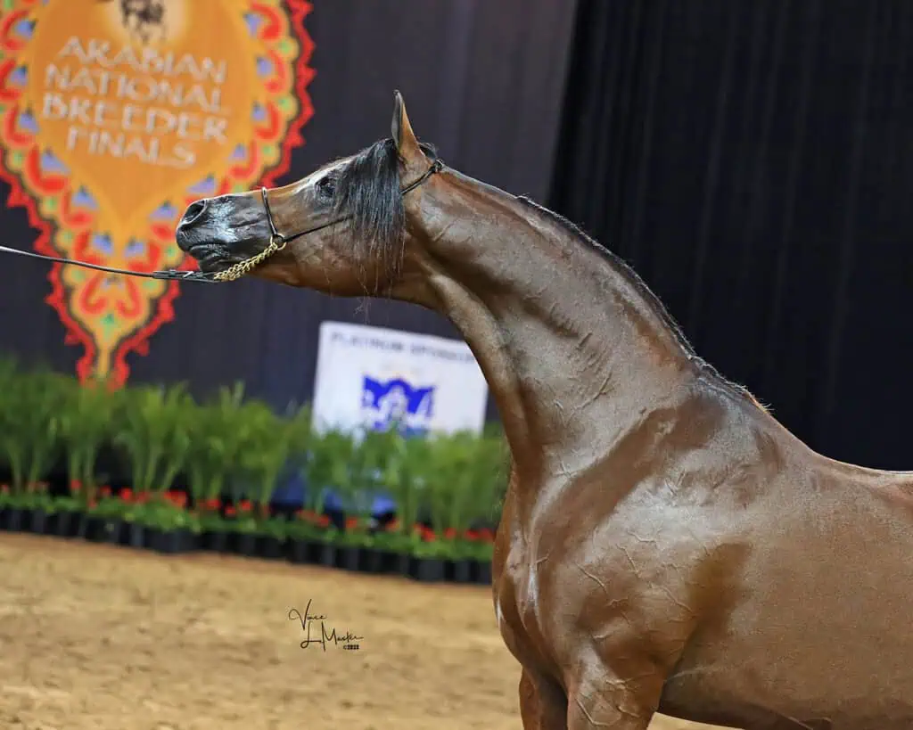 Photo of Arabian National Breeder