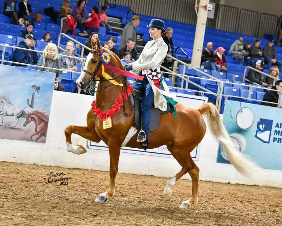 Photo of Arabian National Breeder