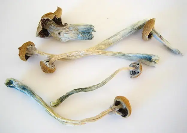 Photo of mushroom