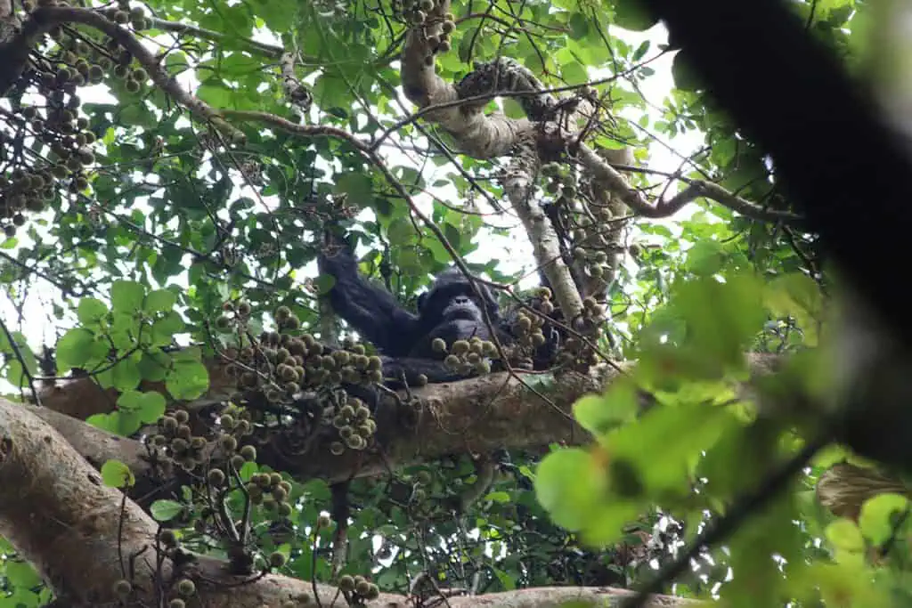 Photo of Chimps
