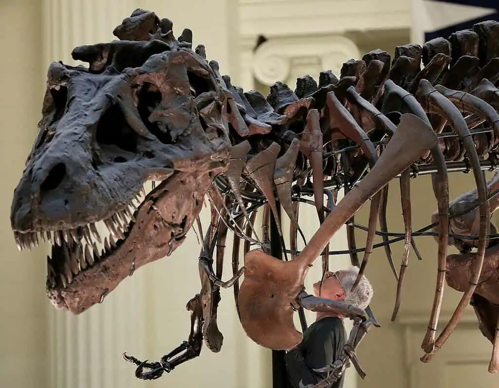 Photo of Tyrannosaurus