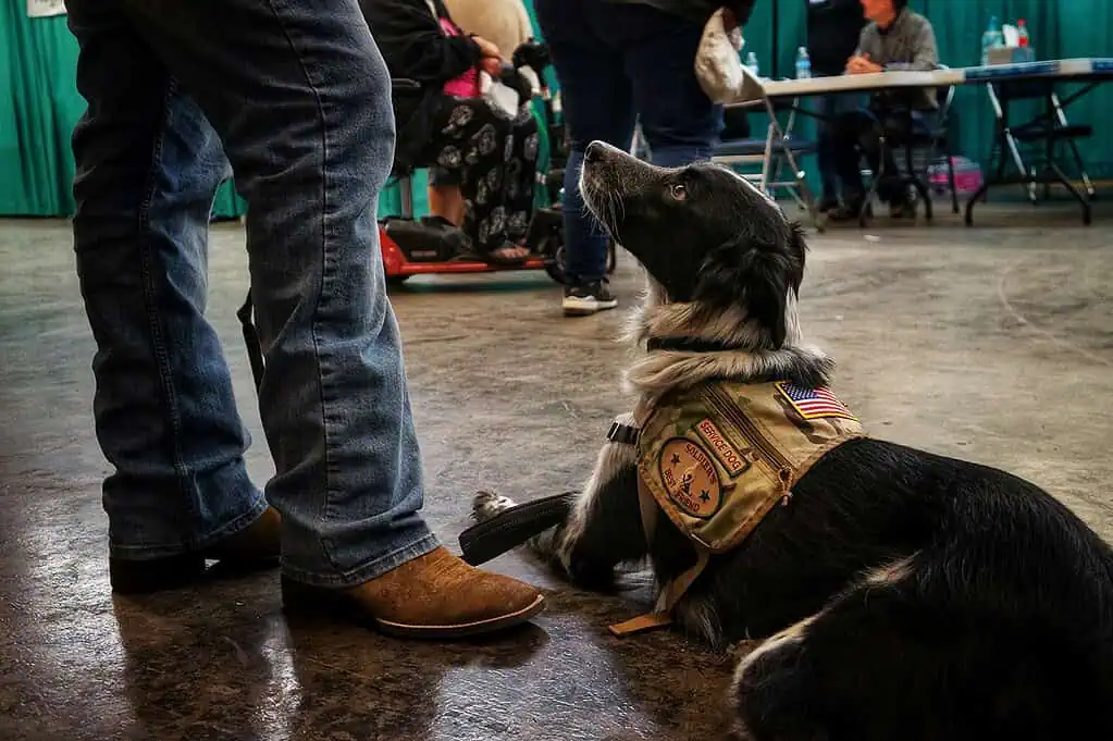 Photo of Arizona Pet Project